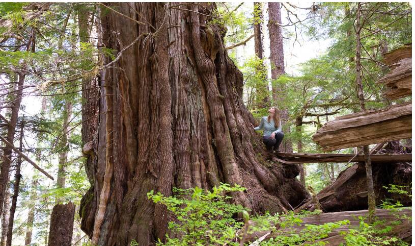 Red cedar forest expressing the natural origin of Valencia Aura saunas
